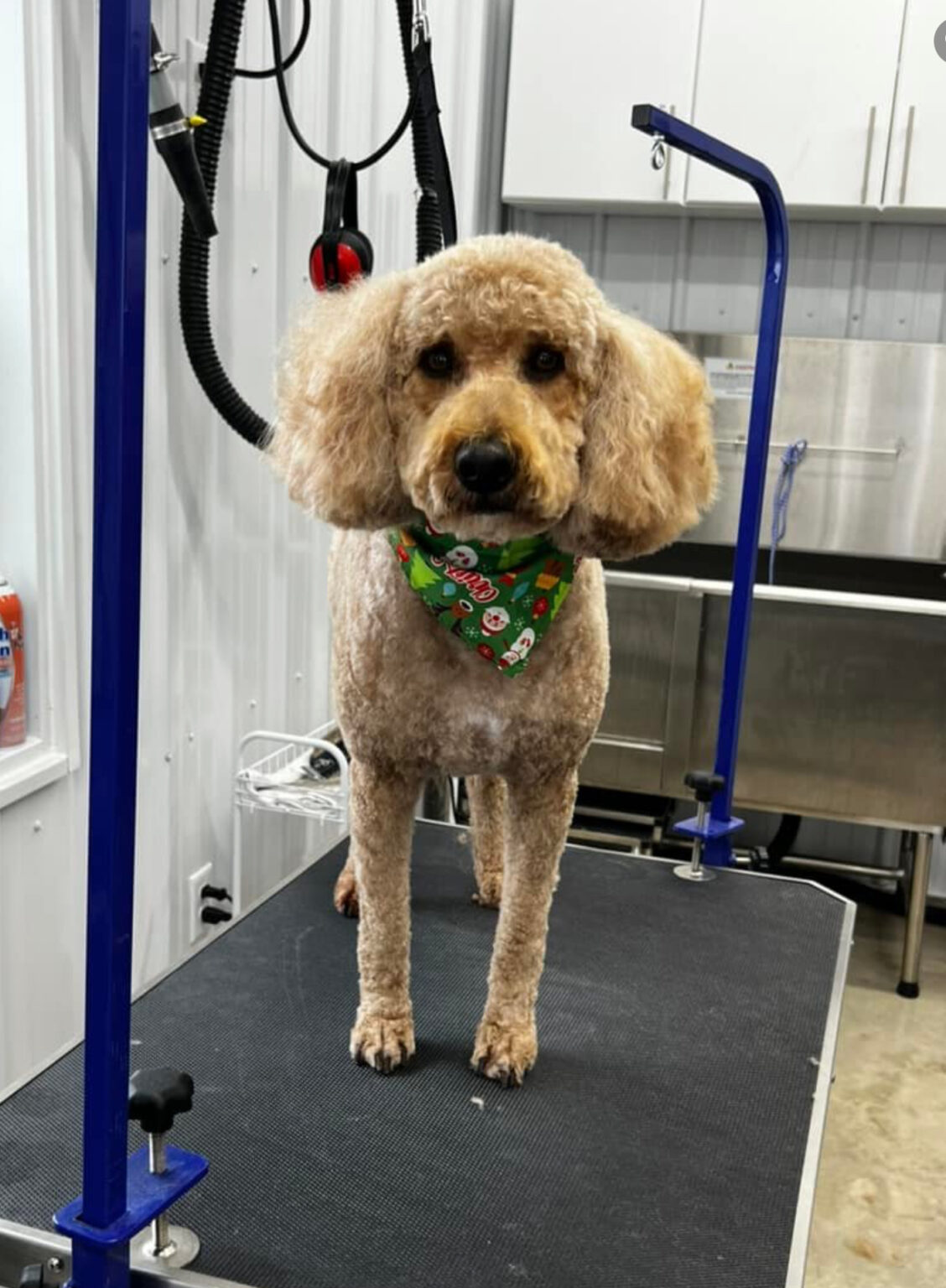 Home Explore Doggie Daycare Manchester "Woof" y